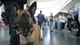 29906170001_3855079131001_DOGS