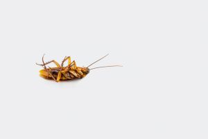 Close-Up Of Dead Cockroach on White Backround